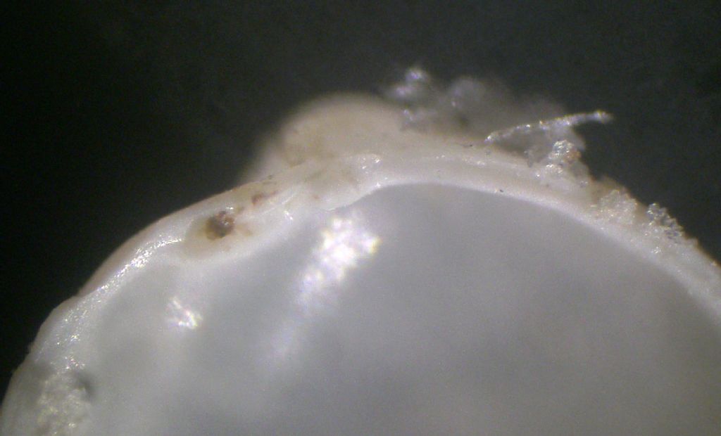 Microconchiglie plioceniche